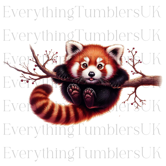 Red Panda